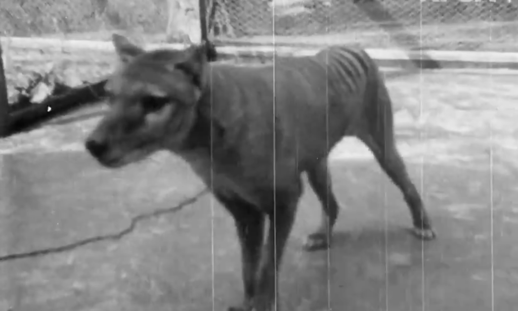 tasmanian-tiger.png